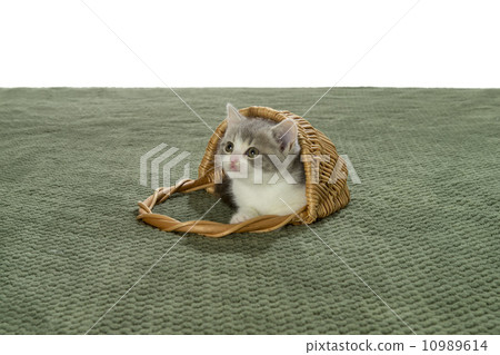Net cage sco-chan Net cage sco-chan 10989614