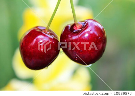 Two cherries 10989873