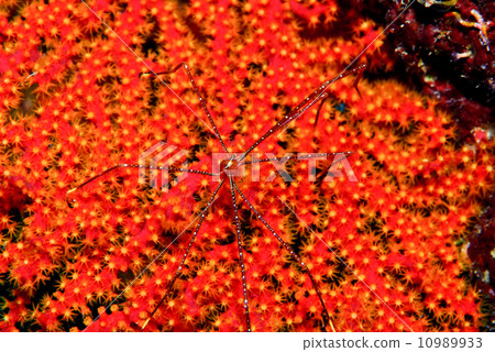 Hoshizora Walla蝦 Hoshizora Walla蝦 10989933