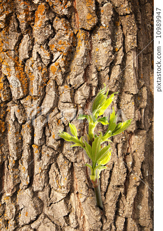 New leaf on old bark New leaf on old bark 10989947