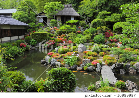 Satsuki and Furong pond at Yokado-in garden 10989987