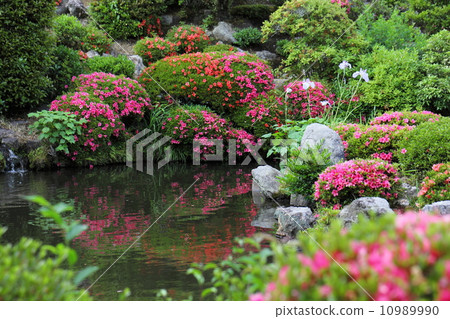 Satsuki of the Yezakuin garden Satsuki of the Yezakuin garden 10989990
