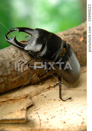 Rama Hiratakuwagata 10990023