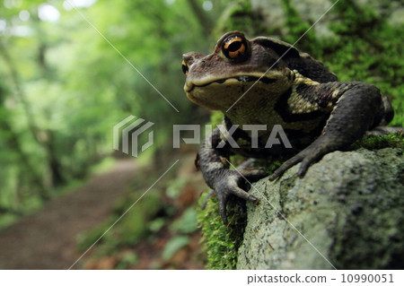 Toad Toad 10990051