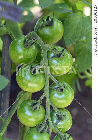 Nakadama番茄 Nakadama番茄 10990127