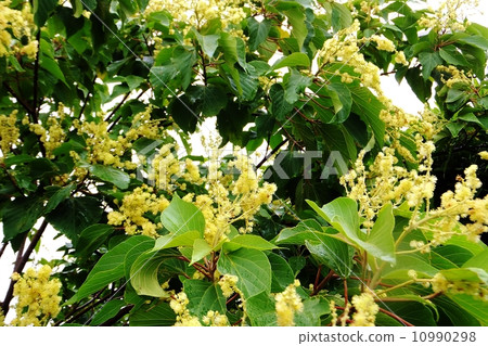 Akabushita系列（初夏盛開的男性花朵） 10990298