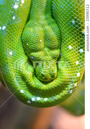 Green tree python Green tree python 10990312