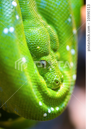 Green tree python Green tree python 10990313