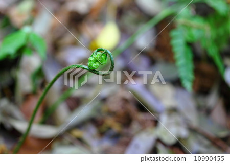 岡那峇（大手鐵路） 10990455