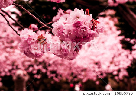 Cherry blossoms at night Cherry blossoms at night 10990780