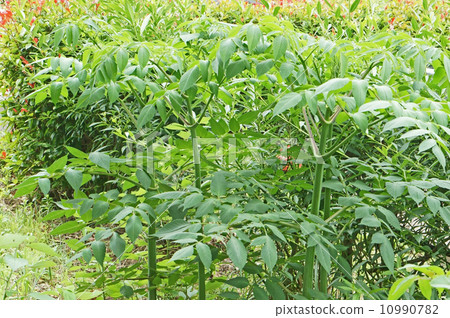 皇帝達利亞的葉子 皇帝達利亞的葉子 10990782