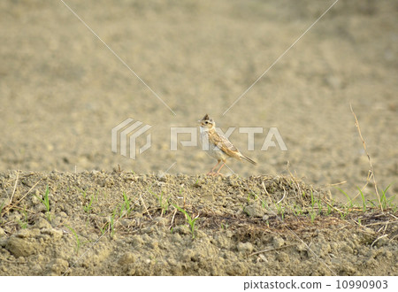 Hibari Hibari 10990903