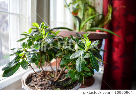 Azalea in a pot on the windowsill 10990964
