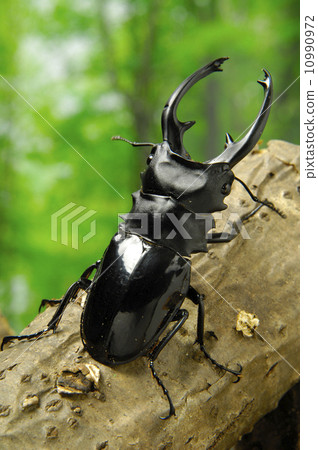 Intermedia gloss stag beetle 10990972