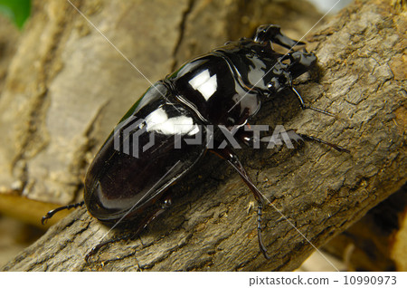 Thalandus Otoya stag beetle 10990973