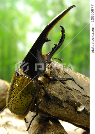 Hercules and Hercules Hercules and Hercules 10990977