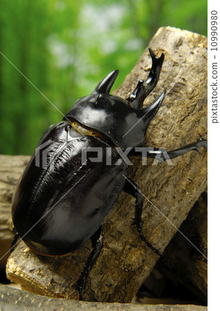 Acton on the elephant 10990980