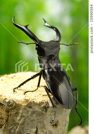 Mandiblariz Futamata stag beetle 10990984