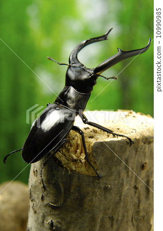 Reno Kerosu Futamata stag beetle 10990985