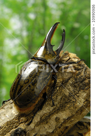 Hirasawa Shikabuto 10990986