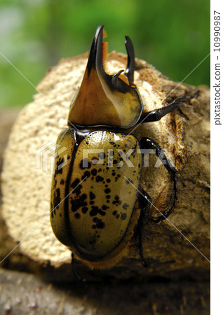 Titian Shiloh 10990987