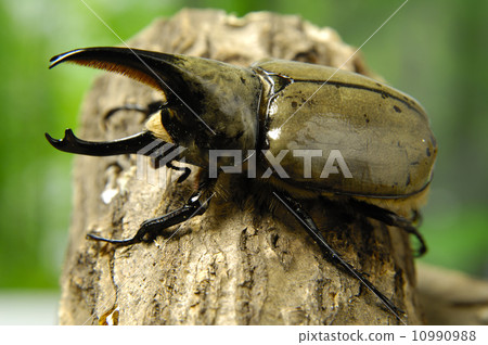 格蘭特希洛鑰匙 10990988