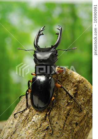 Imperia Liz Tsuyagi 10990991