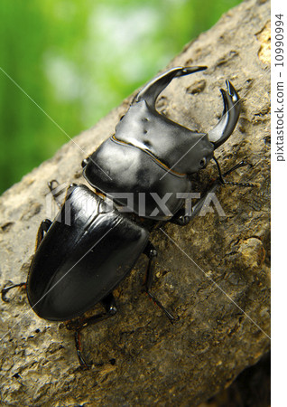 Hopei Okuwagata Hopei Okuwagata 10990994