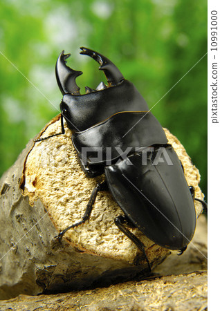 Alkydes Hiratakuwagata 10991000