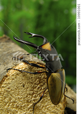 Lacodar Tsuyagi 10991001