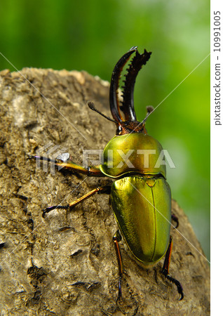 Papua Kiniro Stag beetle 10991005