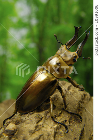 Rosenberg Ougonioni Quaggata 10991006