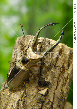 Elafus Hosoaka stag beetle Elafus Hosoaka stag beetle 10991011