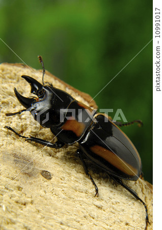 Piplaguatus Saw toothbrush 10991017