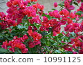 Bougainvillea 10991125