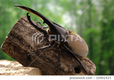 Hercules Equatorianus 10991425