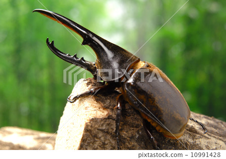 Hercules Brugueni 10991428