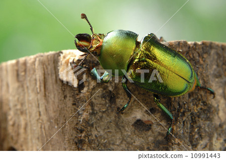 Aenea kiniro雄鹿甲蟲 10991443