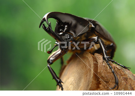 Florence Falcon Florence Falcon 10991444