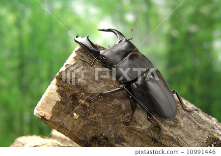 台灣Hiratakuwagata 10991446