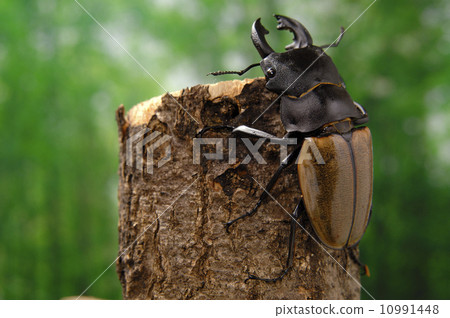 Castelnaudi Tsuyagi 10991448