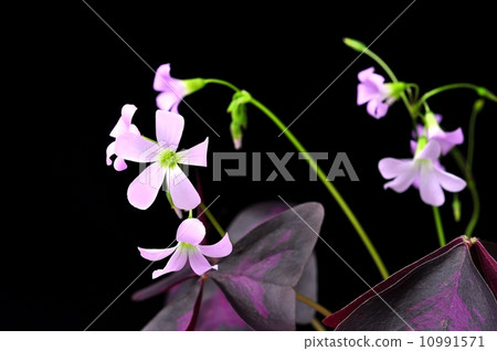 Oxalis · Trian Grasse Oxalis · Trian Grasse 10991571