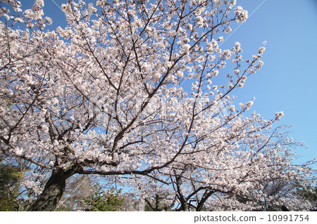 Haruka's spring sky Haruka's spring sky 10991754