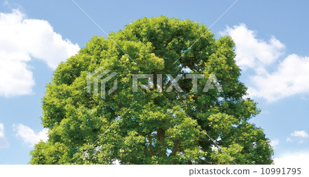 Real tree 10991795
