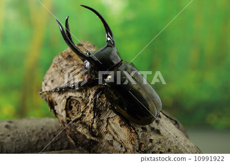 阿特拉斯甲殼蟲 10991922