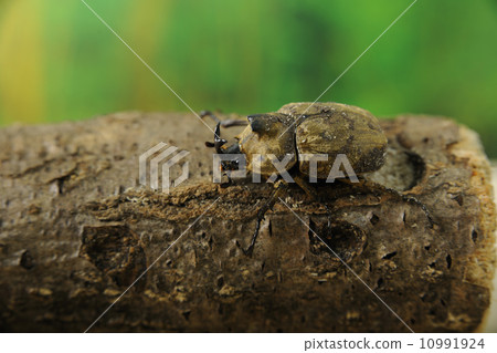 Sabiro Kabuto Sabiro Kabuto 10991924