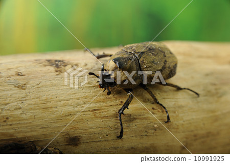 Sabiro Kabuto Sabiro Kabuto 10991925