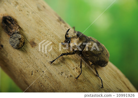 薩比羅·卡布托 10991926