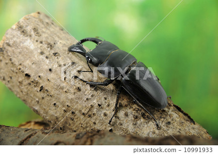 Ryuhyo Hiyakushi Ryuhyo Hiyakushi 10991933