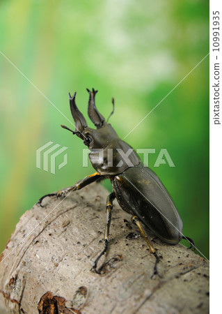 Scutellaria stag beetle Scutellaria stag beetle 10991935